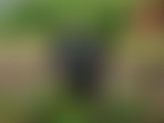 My Costa Rica daily pig visit 