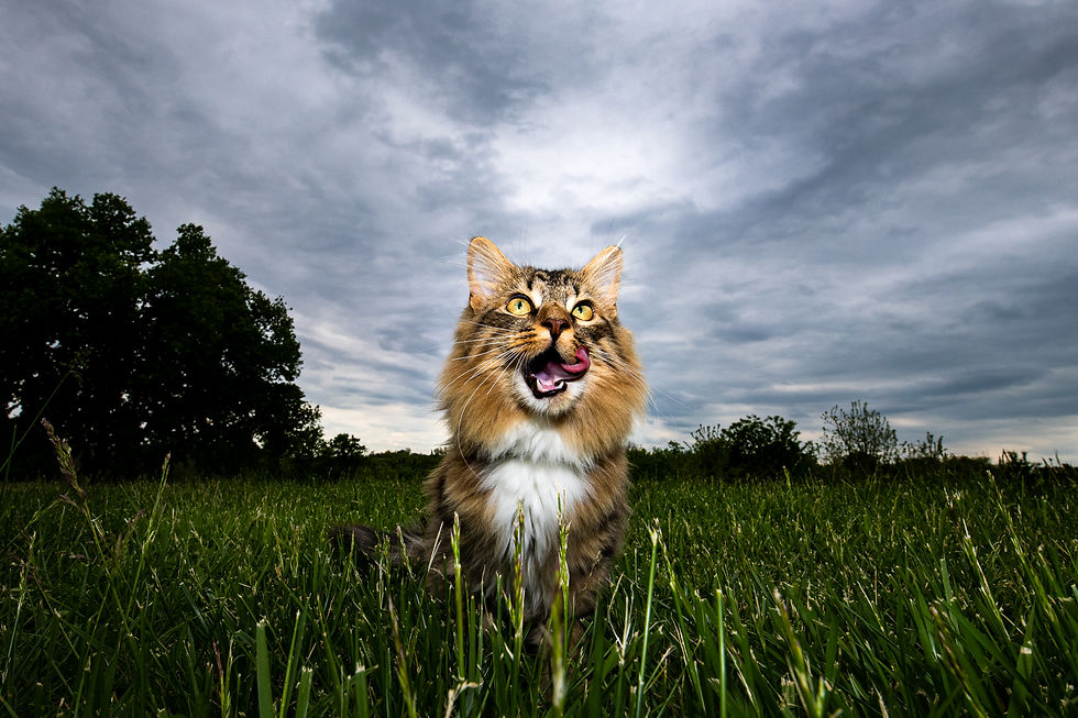 Thumbnail: Pet Photography Workshop