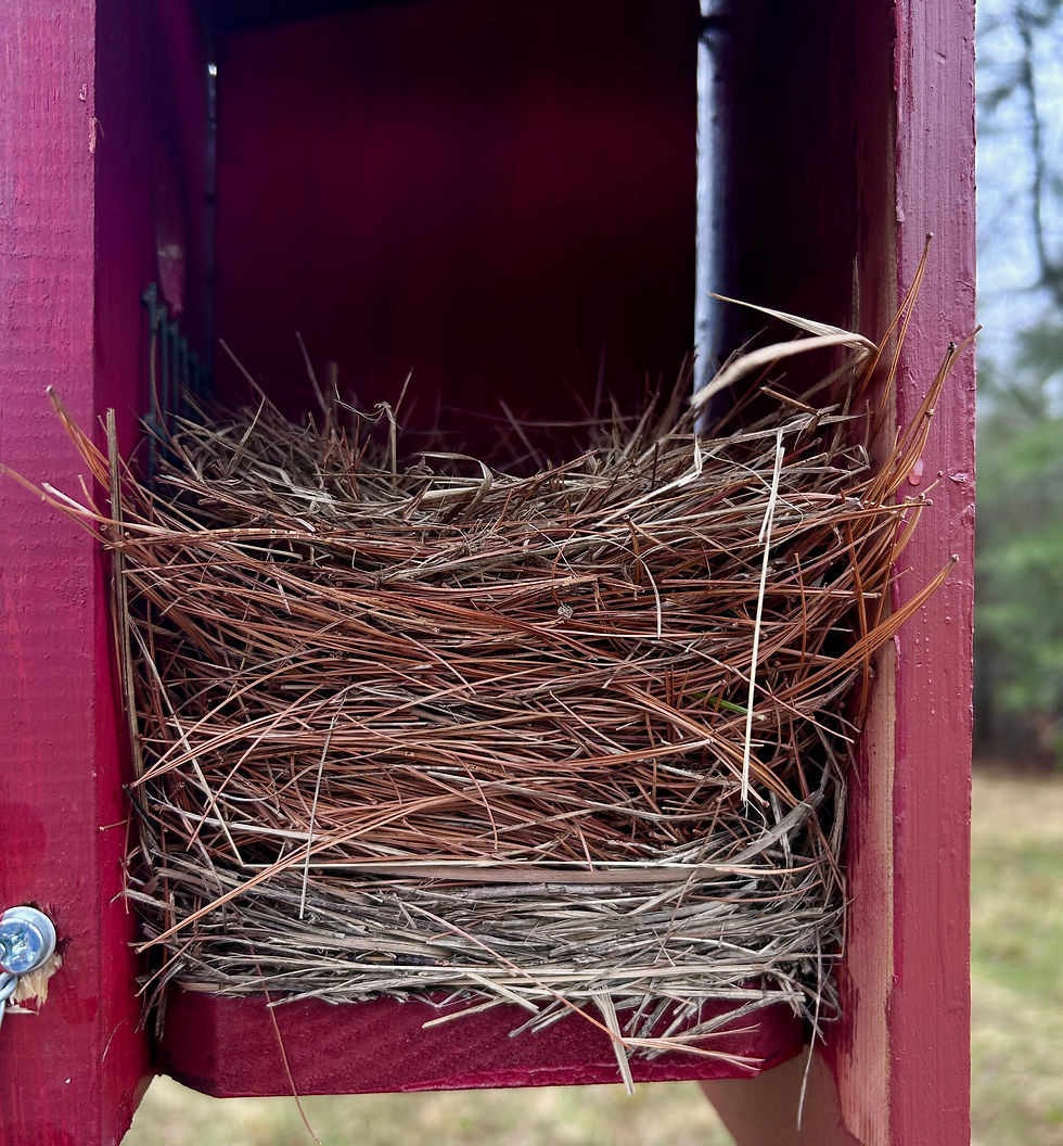 Nest in a bird box