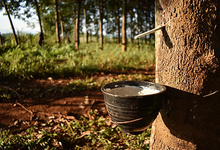latex-tapping.jpg