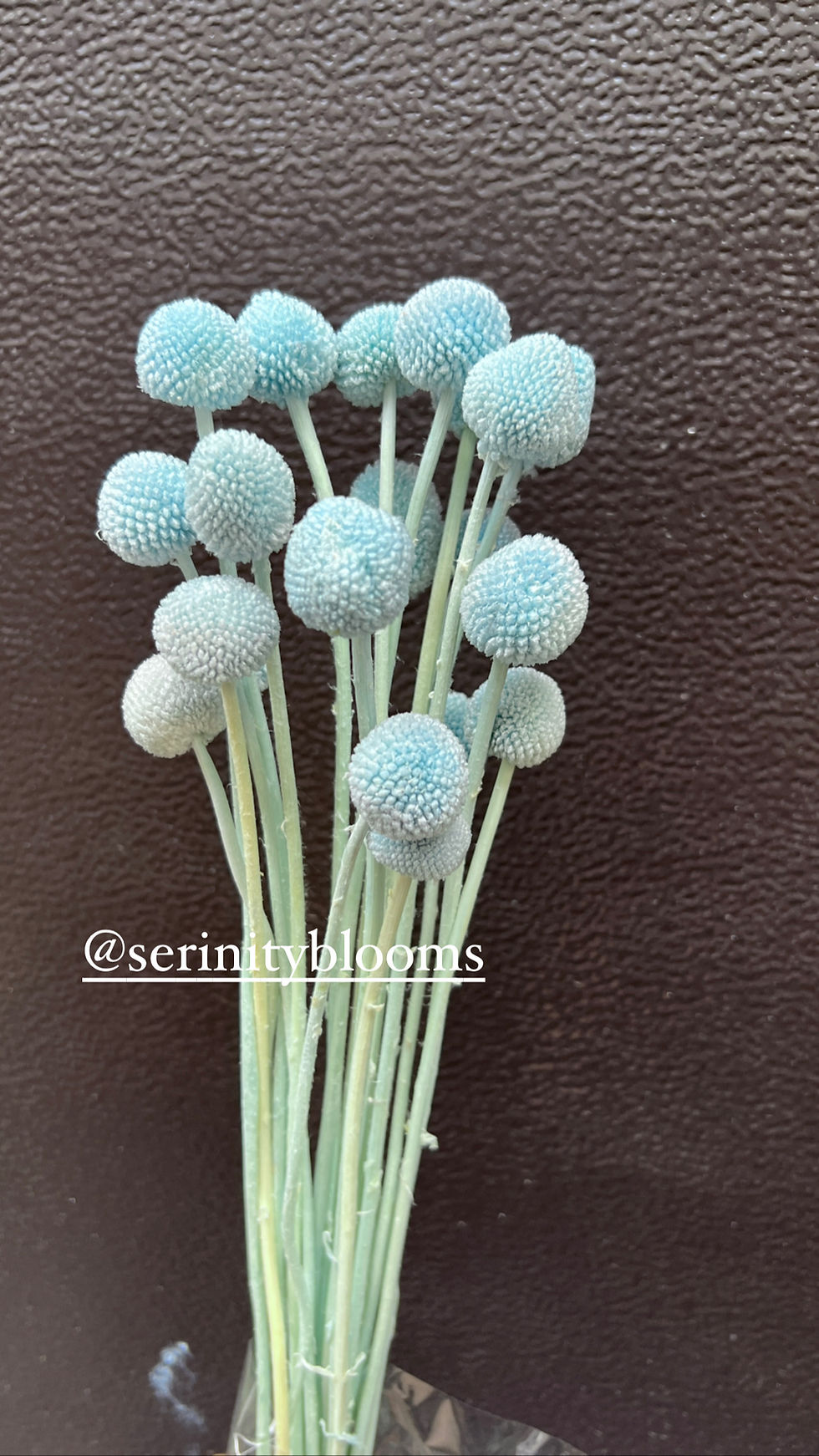 Thumbnail: Craspedia / billy buttons 