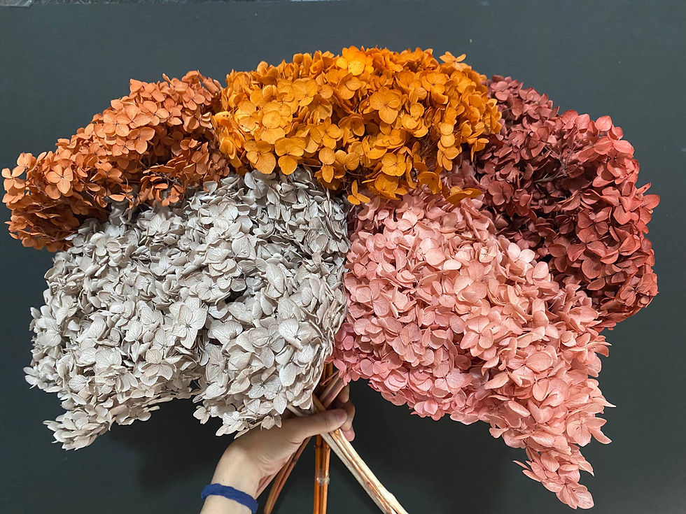 Thumbnail: Hydrangea (27+cm)