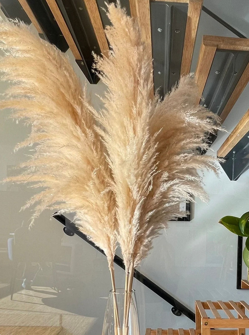 Thumbnail: Imported fluffy long Pampas 