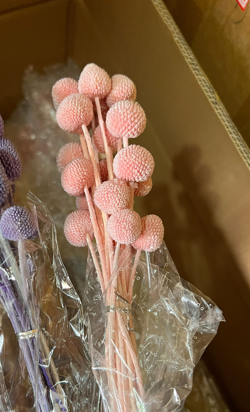 Thumbnail: Craspedia / billy buttons 