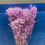 Thumbnail: Gypsophila/ baby breath