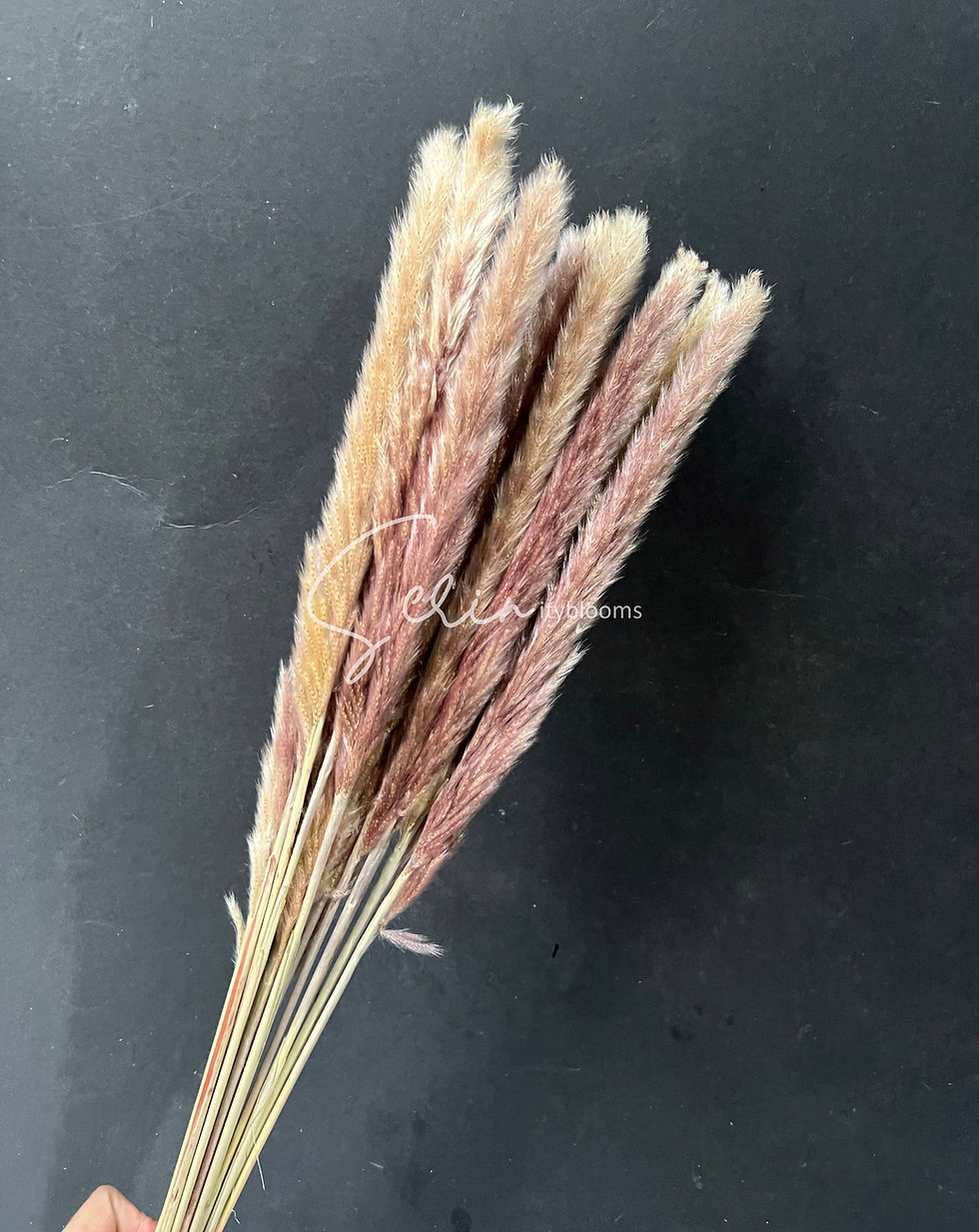 Thumbnail: Small Pampas 