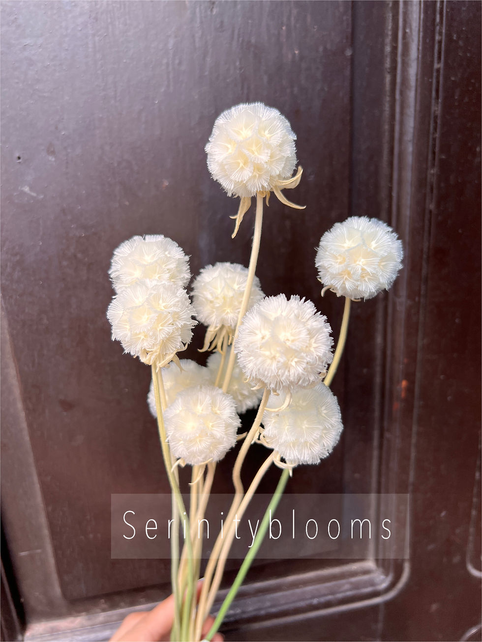 Thumbnail: Scabiosa 