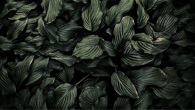 56e3283dbf6718862a06683d63532eb7-01_edited_edited.png