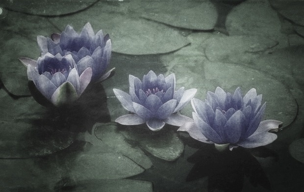 lotus healing arts