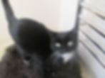 Izzy