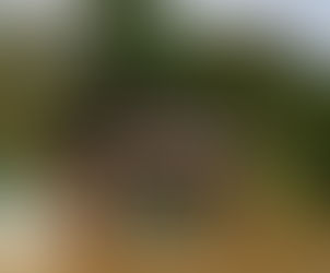 Sakau Rainforest Lodge, Sakau