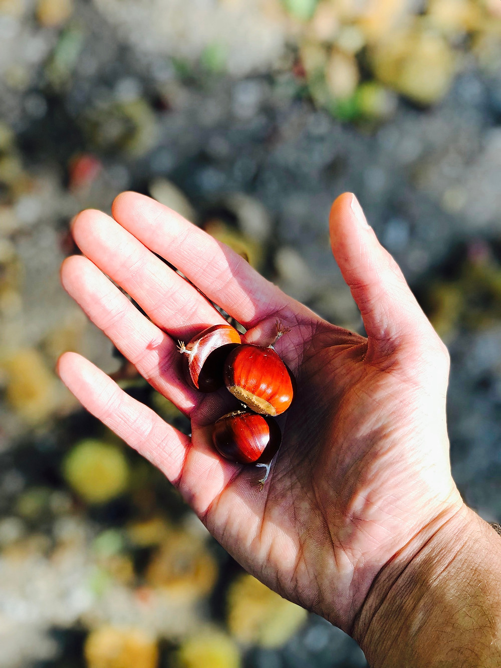 Foraged sweet chestnuts