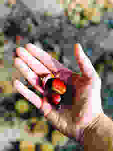 Foraged sweet chestnuts