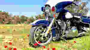 אופנוע הארלי דווידסון מדגם משטרתי בשדה עם כלניות