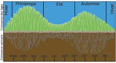représentation de l'évolution d'un système racinaire de prairie au cours d'une année