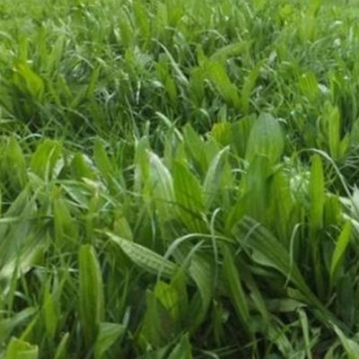 plantain dans une prairie