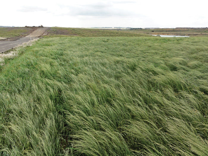 teff grass prêt à pâturer
