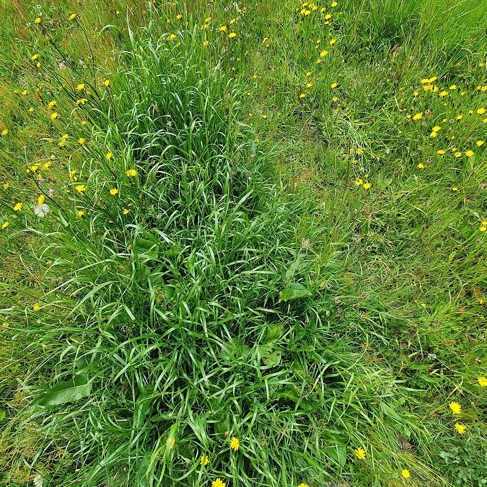 Figure 3 : Patch d'urine traduisant une mauvaise dynamique d'azote de la prairie en question