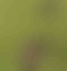 Figure 5bouse fraiche avec des bousiers en pleine action