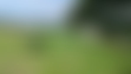 vaches au pâturage avec un abreuvoir au premier plan