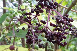 Homemade Elderberry Syrup