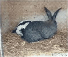 8245ca_f786a6688edc46e1a5365ce3027bcd75.gif