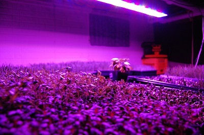 分析得出植物最適合成長的光譜頻域，並以LED為其光源，大幅提高效率。