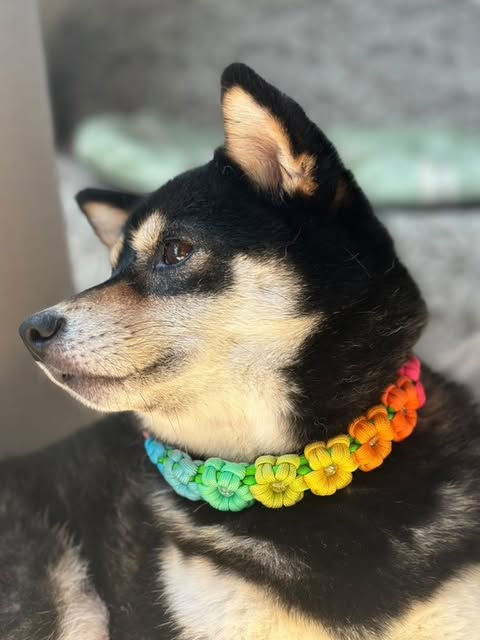 (56)  Collar  “Rainbow Flower “　千代 chan