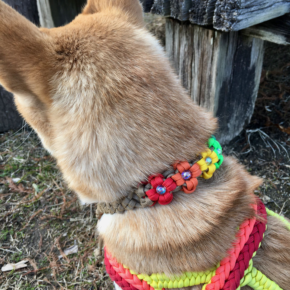 サムネイル： 首輪　4枚花びらのグラデーションタイプ　Collar　4petal Rainbow Flower