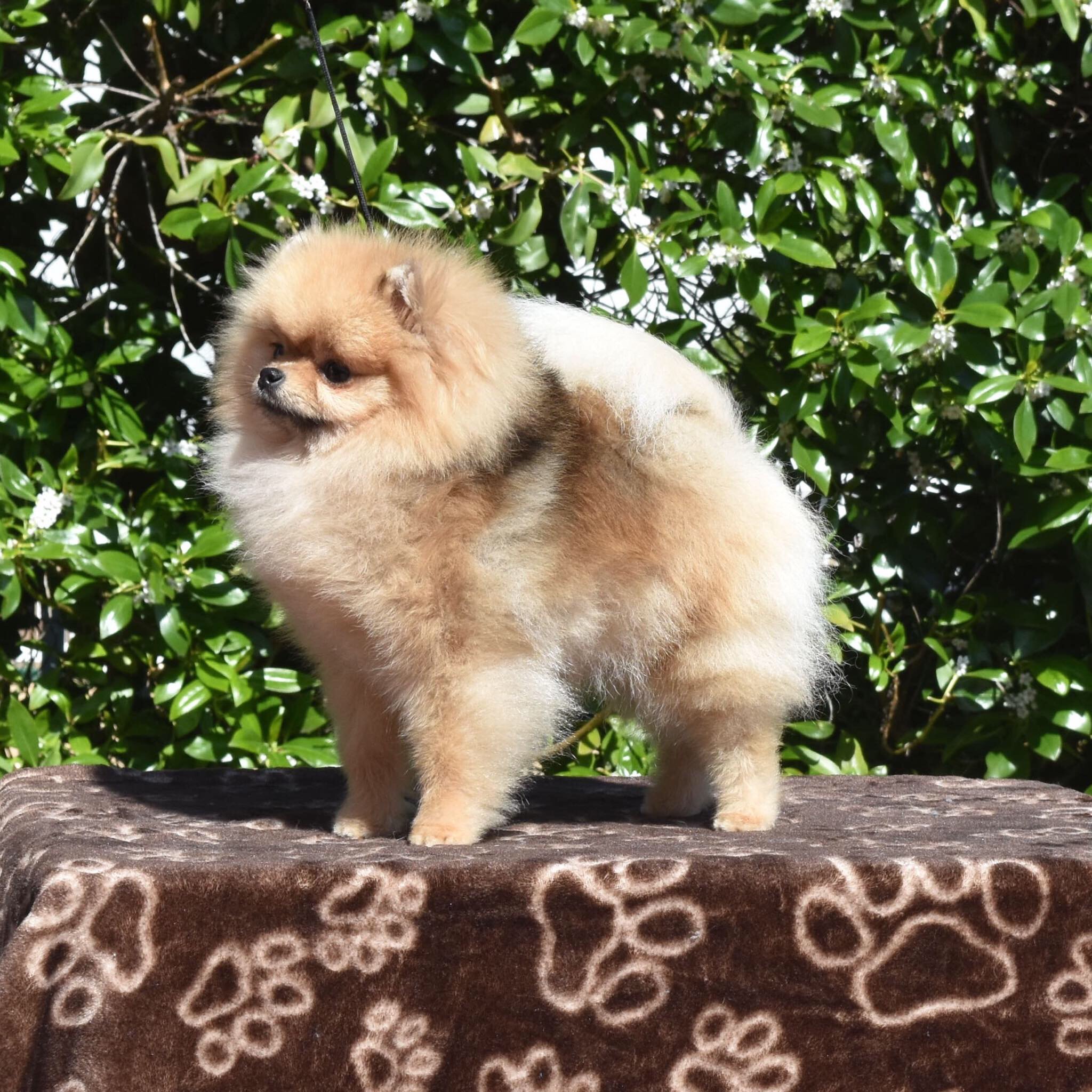 Am.Can.GCH.Windmist West End Girl
