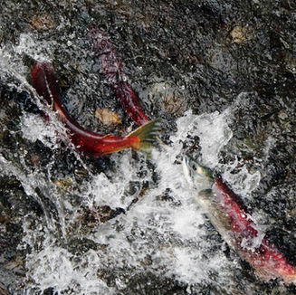 SEITC and WCA Launch Critical Seafood Survey Amid Escalating Concerns Over Alaska's Water Quality