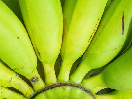Racimo de plátanos verdes, ideales para la diabetes