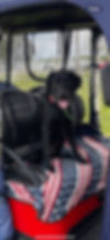 Cooper 1.jpg