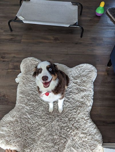 Dog Training Etta.jpg