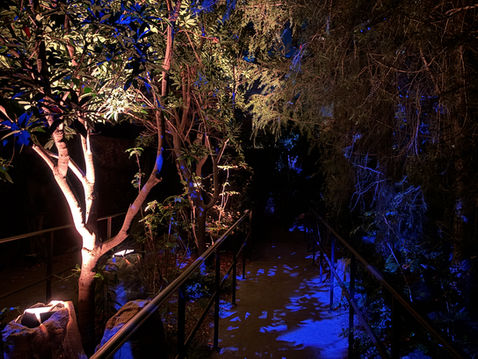 Forbidden Forest experience Fan Fest Nights 2026