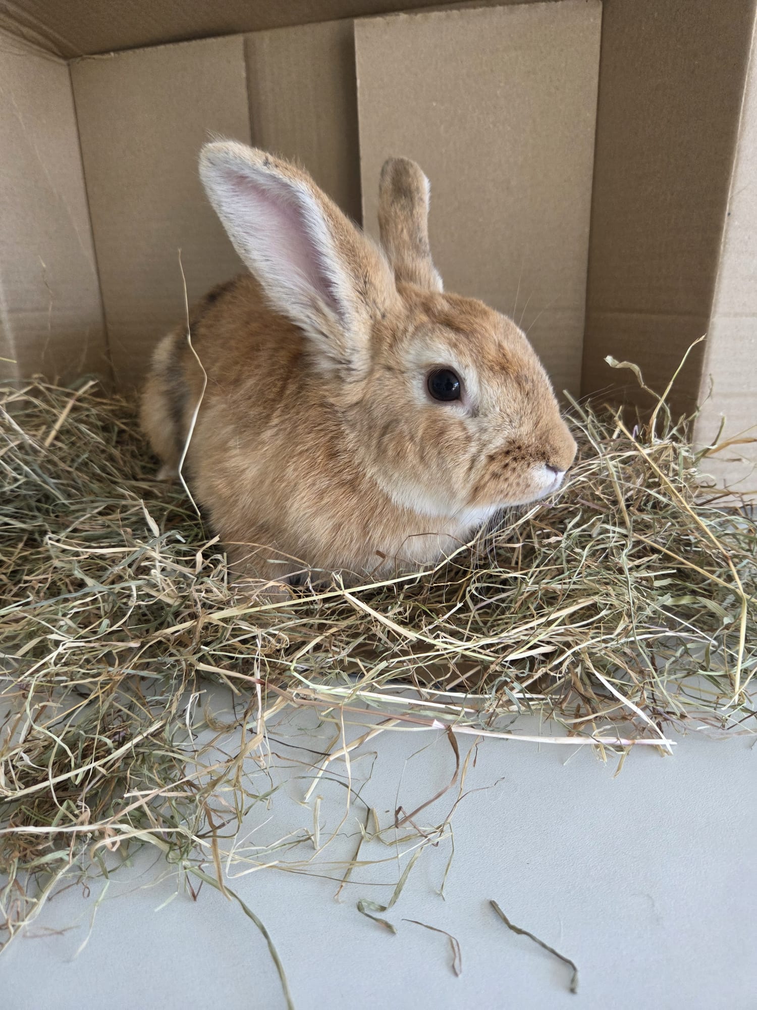 Pumpkin — photo 3