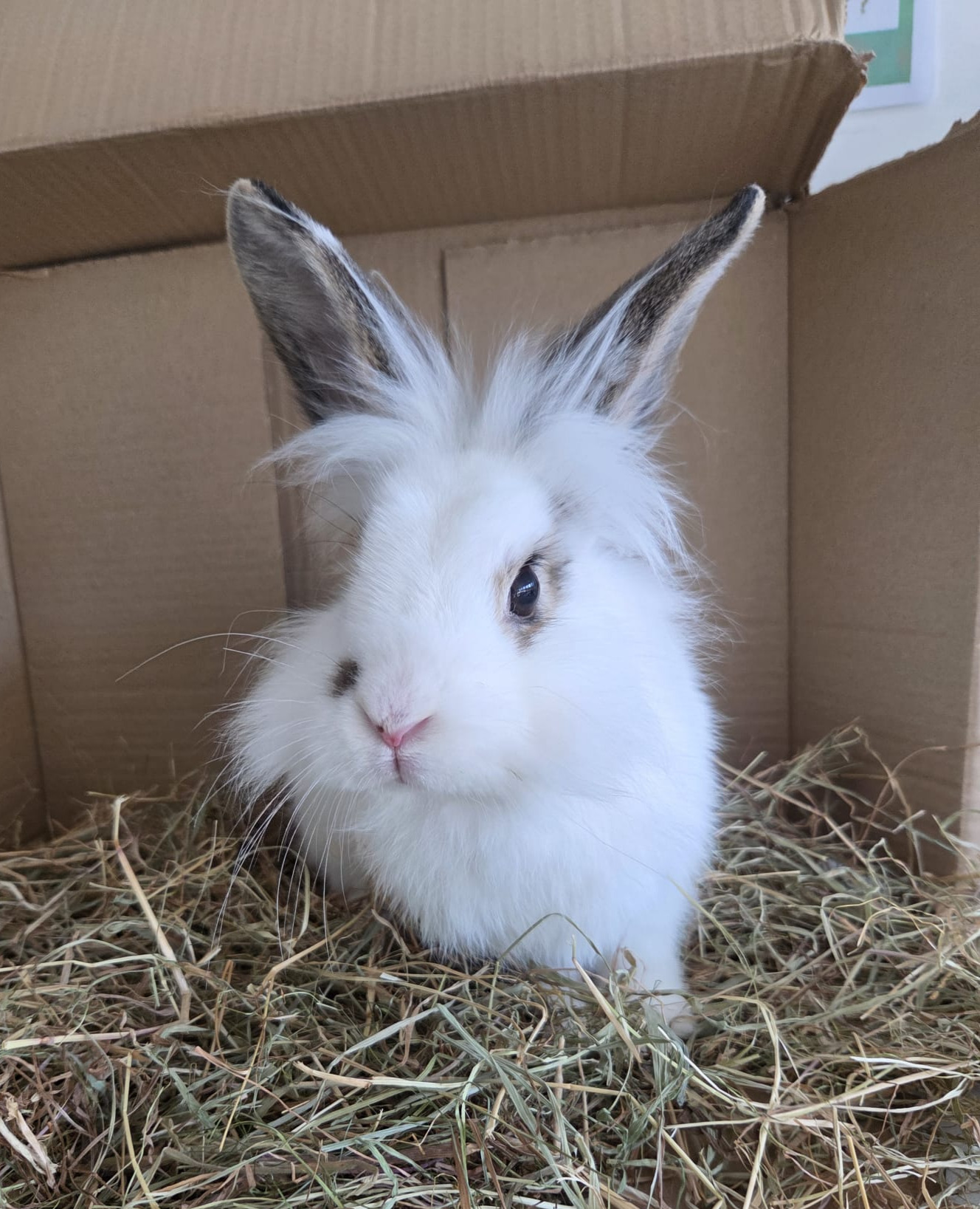 Sesame