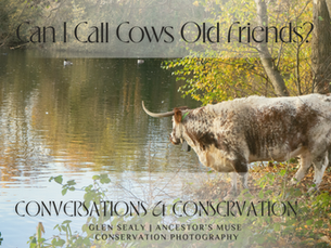 Can I call cows old friends?