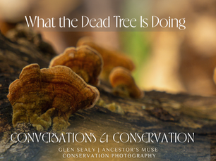 Fungi - What the Dead Tree is Doing