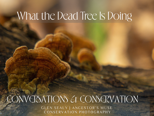 Fungi - What the Dead Tree is Doing