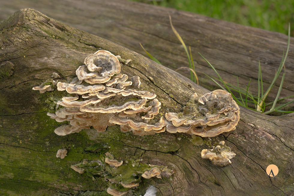 Fungi on Tree Stump - 3