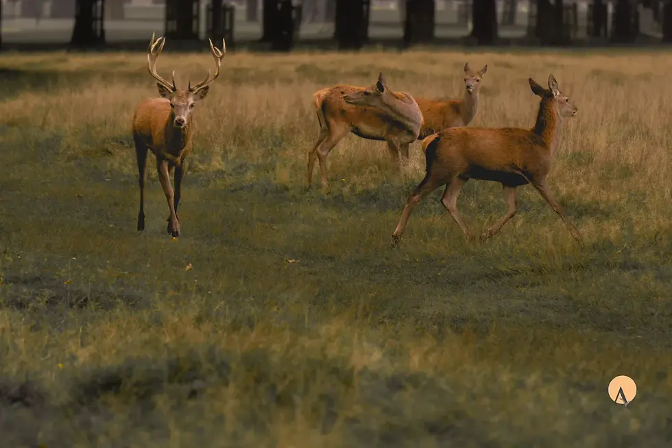 Stag among the hinds