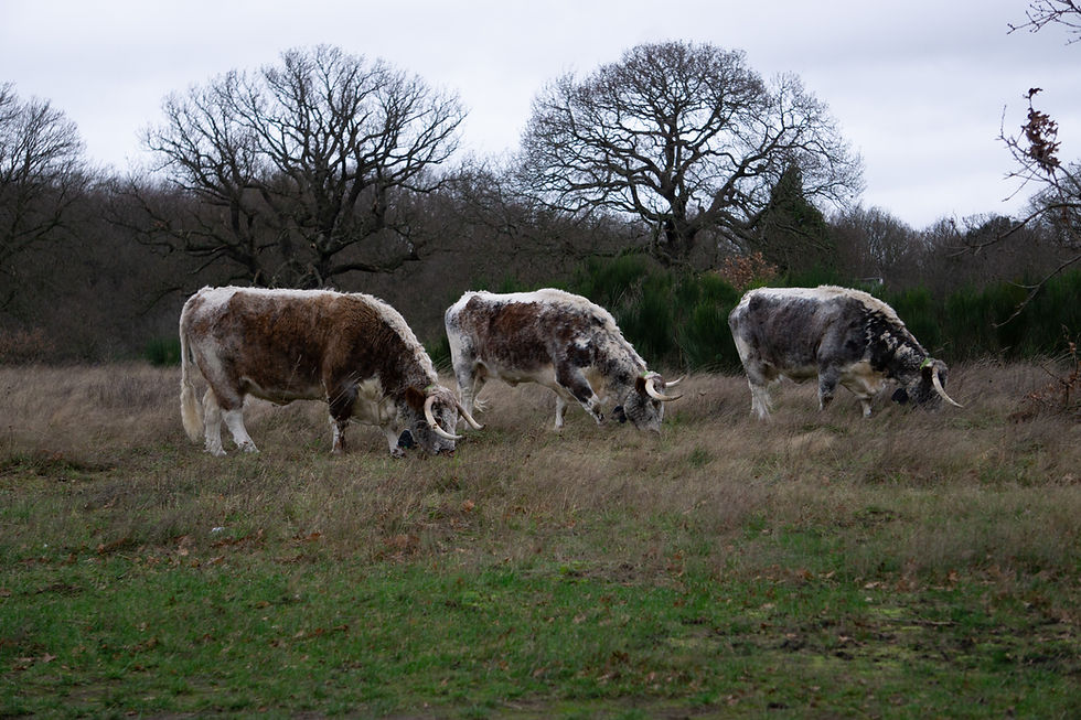 Longhorn Cows in the forest - 20