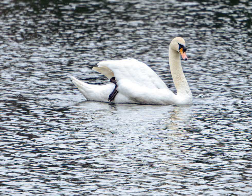 March - Park Animals - v2-08.jpg