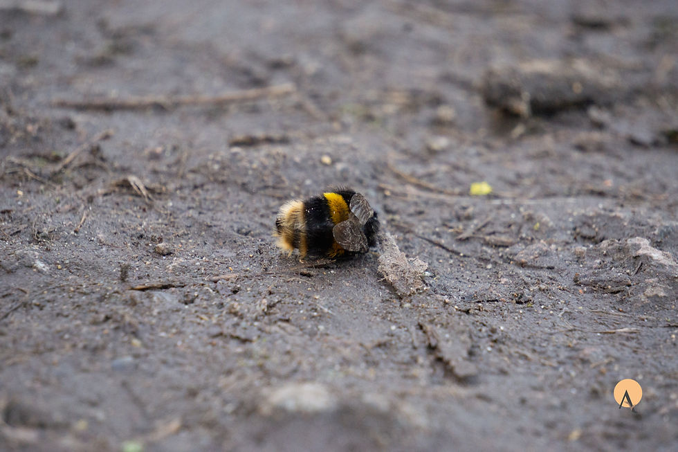 Bees - Bee found unalive