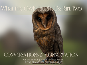 What the Owls taught us - Part Two