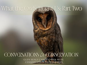 What the Owls taught us - Part Two