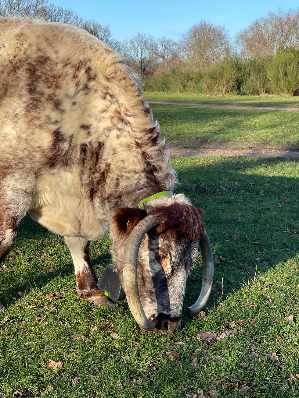 Longhorn Cows in the Forest - 2923