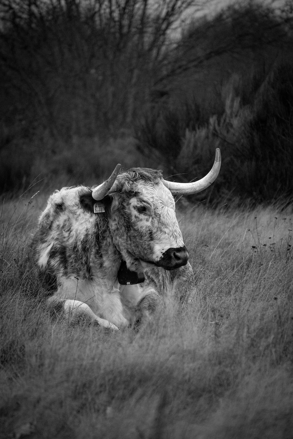 Longhorn Cows in the Forest - 14