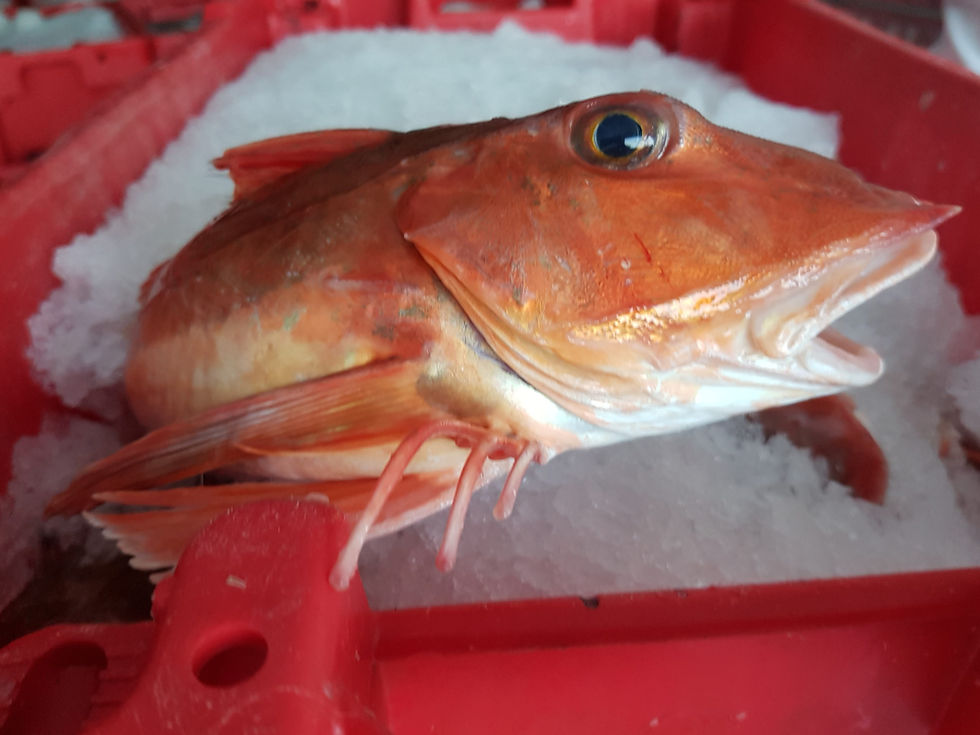Gurnard